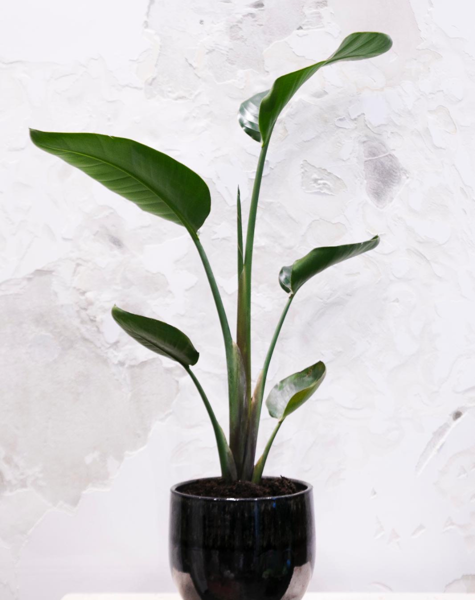 Mini Strelitzia Nicolai – Fiori