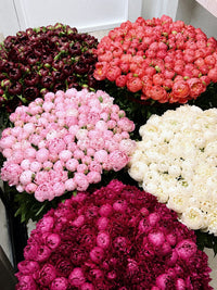 Grande Peony Collection