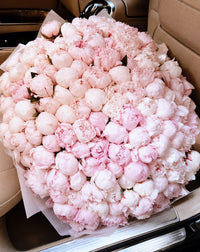 Blush Peony Grandeur