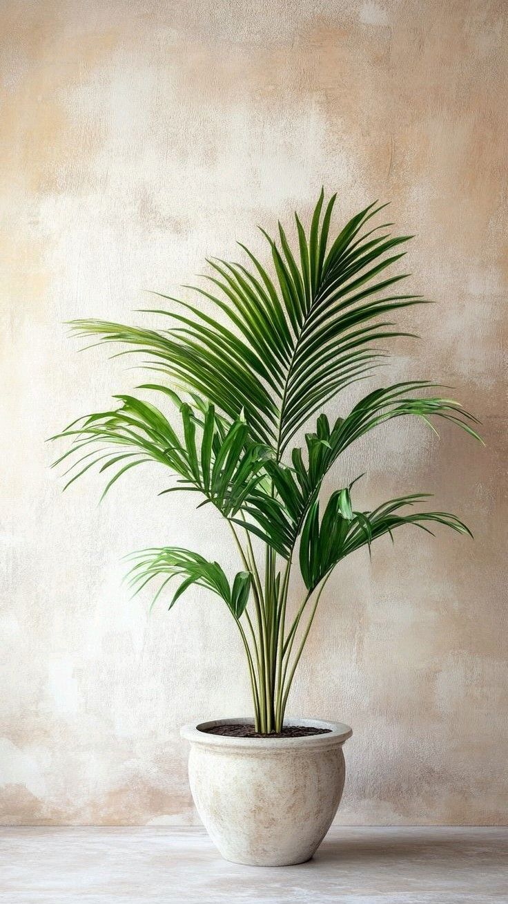 קנציה | Kentia Palm