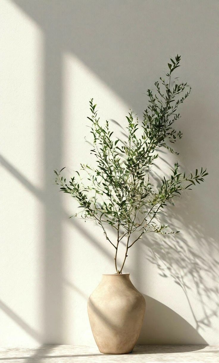 עץ זית | Olive Tree