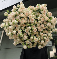 Crimson Rose Grandeur