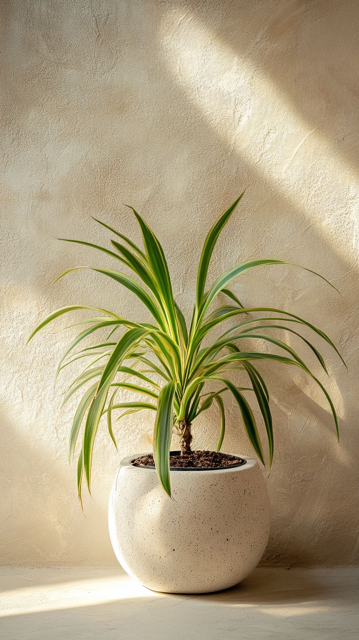 דרצנה מרג'ינטה מגוונת | Dracaena Marginata Variegata